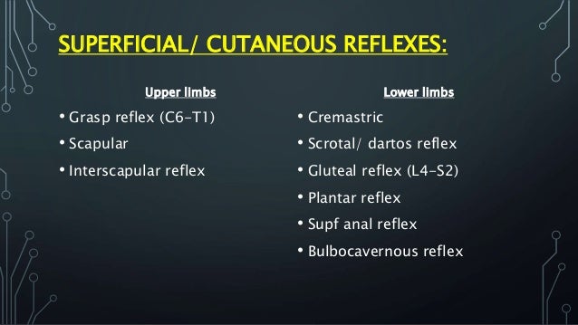 Anal reflex superficial can not Anal reflex superficial